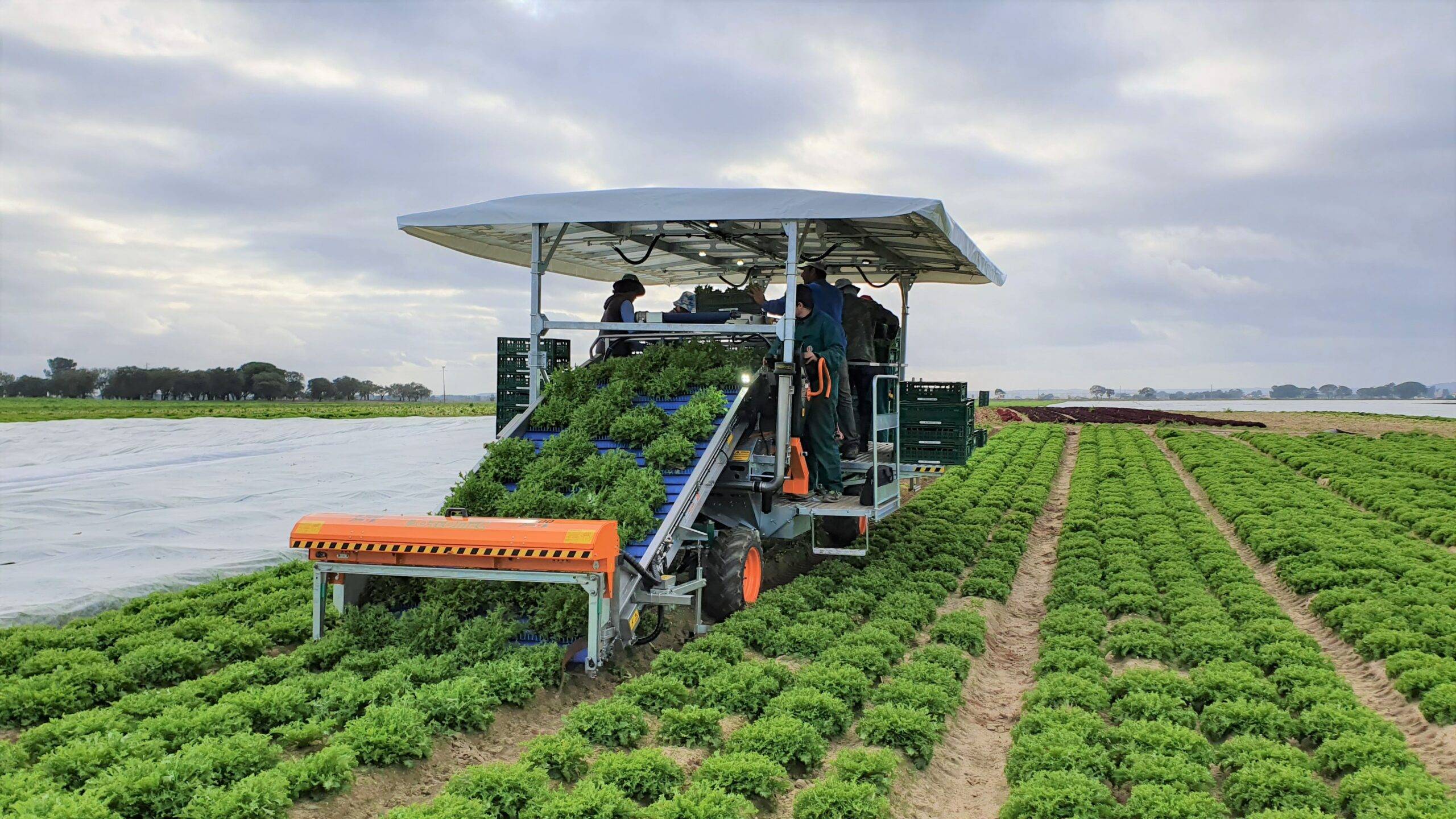 ortomec 9000 lechuga|Mirco Elmotti Ortomec|ortomec 9000 lechuga|ortomec 9000 lechuga